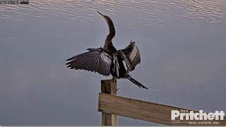 SWFL Eagles ~ Pond Cam Tour Featuring An Anhinga Sunning On Post, Nest Tree & Pasture Pond  9.29.24