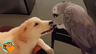 Parrot Was the Only Child Until a Puppy Arrived | Cuddle Buddies