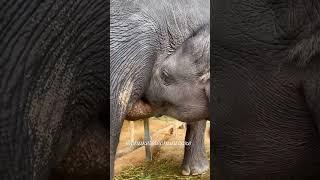 How a baby elephant drinks milk #shorts #elephant