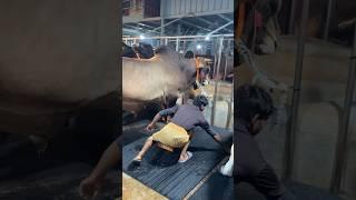 Gigantic Cow Rubber Mat Changing Hour at Winter Midnight | Cow Farm 2024 | Biggest cow in Bangladesh