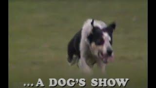 A Dog's Show - 1981 Final - The Dogs Show NZ