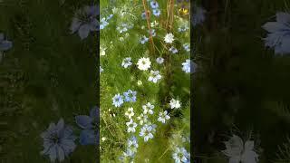 Love- in -a -mist flowers @buhayayganyan #flower #blossoms #viral #trendingvideo #flowerblossom