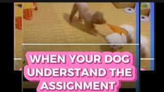 when your dog understands the assignment #video #viral