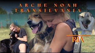 Volontariat in der Arche Noah Transilvania