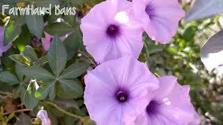 Railway Creeper | Ipomoea cairica [FarmHand Bans]