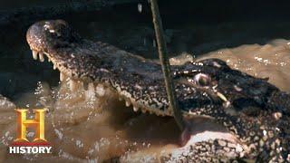 Swamp People: GIANT GATOR = BIG BUCKS (Season 11) | History