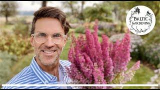 Baltic Gardening  Planting autumn heather plants under the walnut tree with a surprise