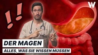 Unser Magen: So hältst Du Dein Powerorgan gesund und beschwerdefrei!