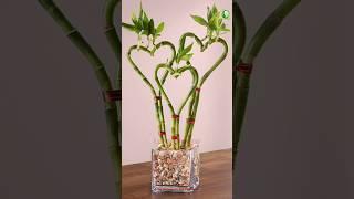 Plants you can gift to your Partner on Valentines Day  #valentinesday #trendingshorts #shorts