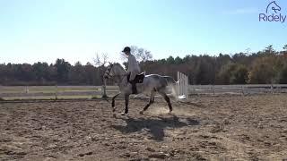 Teaching a Horse to do a Flying Change with Ronnie Andersen