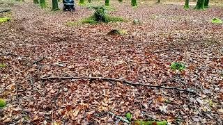 yamaha yf60 4 zinger in the woods