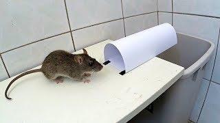 Paper Mouse/Rat Trap