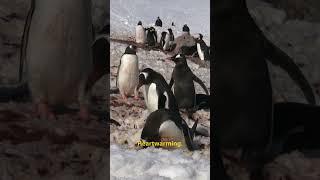 Penguins: Masters of Survival in the Icy Wilderness! 