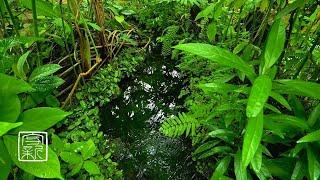 Plant Music, 10 HRS, Soothing Biotope make Relaxing and Tranquilizing.3D Sounnd. #plant music