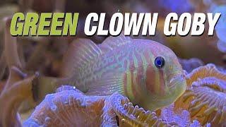 Species Spotlight | Green Clown Goby