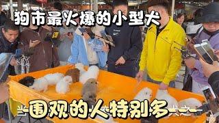 【狗市实拍】狗市最受欢迎的小型犬，博美犬，老板摊位前引起很多人围观！