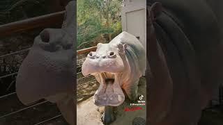 HIPPOPOTAMUS SOUND