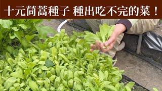 茼蒿種子種植，簡單易種，長到吃不完 | 阿星種植