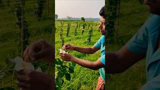 Farmer’s Secret to Quality Spiny Gourds (kantola/teasel gourd)– Manual Pollination  #shorts