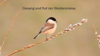 Gesang und Ruf der Weidenmeise