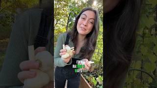 Trying 3 ways to separate garlic for planting #growyourown #gardeningvideos #gardeningideas