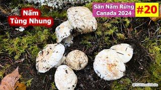 Săn Nấm Rừng Canada 2024: Phần 20 - Nấm Tùng Nhung | Matsutake | Pine Mushrooms | 마츠타케 | マツタケ |  松茸