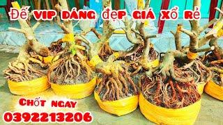 Phôi mai giảo bonsai dáng đế vip giá xổ rẻ 12/9 #eHân0392213206 |MaivàngThanhTâm