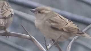 Sparrows eating which are a family of small passerine birds Passeridae 21 Dec 2014 Lahore Pakistan