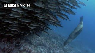 Sea Lions Are Masters of Fishing | South Pacific | BBC Earth