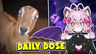 VTuber Reacts to Daily Dose of Internet for 30 minutes...