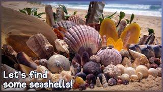 Low Tide Tellins and Urchins | Finding Seashells at Hervey Bay #shelling #shell