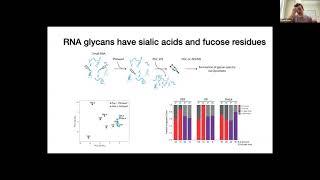 [Ryan Flynn] Small RNAs are modified with N-glycans and displayed on the surface of living cells