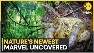 Nature: New Species Showcase Amazon Rainforest's Rich Biodiversity | World News | WION