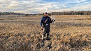 Raising, training and hunting a goshawk