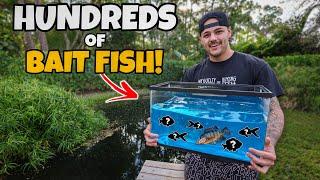 Stocking EXOTIC BAIT FISH in My BackYard POND!!