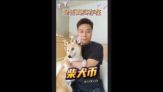  柴犬币竟然是真实存在？