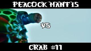 Peacock Mantis VS Crab #11