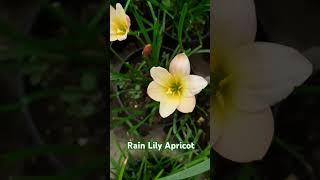 Rain Lily Apricot #rainlilyflower #plants #floweringplant #music #rain #gardening