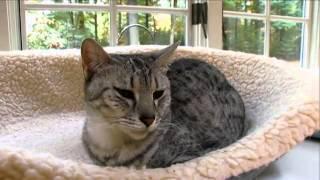 Cats 101 Animal Planet - Egyptian Mau ** High Quality **