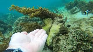 Snorkeling in Philippines #canigaoisland