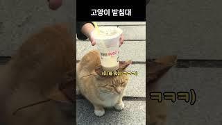 냥냥이 받침대