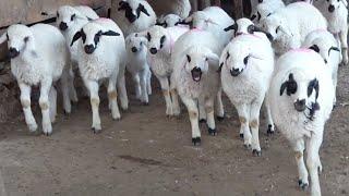 sounds of sheep , Sheep Sound , lamb noises , Animal Sound Effect