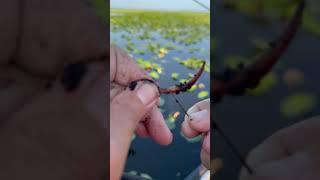 How we catch so many fish… #fishing #shellcracker #panfish