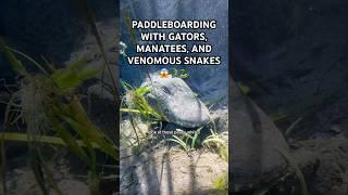 Paddleboarding with gators and venomous snakes… what could go wrong?!🫣