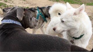 White Husky Wants to be a Boss