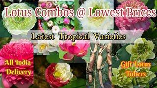 Latest Tropical Lotus Varieties for sale @Petalssphere WITH SUBTITLES ( ENGLISH | HINDI | TAMIL)