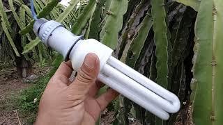 Enrich. electric lights for dragon fruit trees to harvest fruits all year round