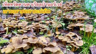 #เห็ดหลายปานนี้เอารถมาขนเอากะบ่เบิด