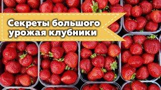 ДЕЛАЙТЕ ТАК И ВЫ ПОЛУЧИТЕ ОГРОМНЫЙ УРОЖАЙ КЛУБНИКИ!!!