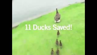 Rescue the ducklings